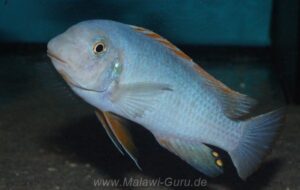 Labeotropheus fuelleborni 'Chidunga Rocks'